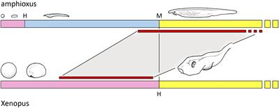 Innovation Through Heterochrony: An Amphioxus Perspective on Telencephalon Origin and Function